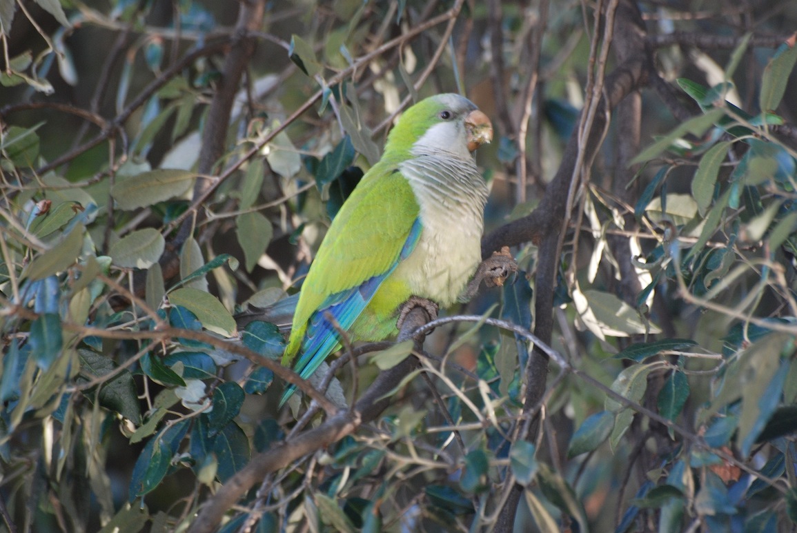 I parrocchetti di Castelfusano (Roma)